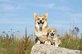 CORGI PEMBROKE 791